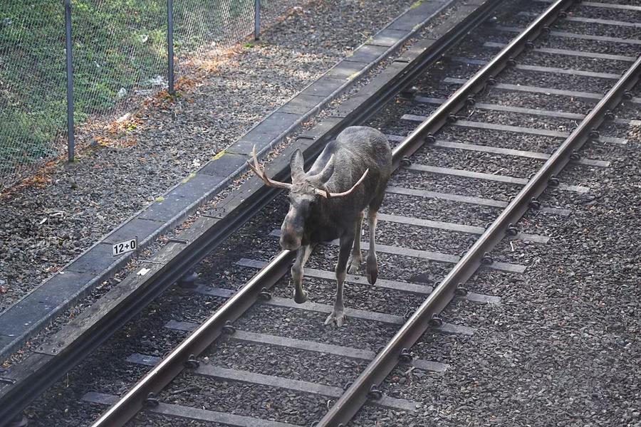Elanul care a pătruns în 2023 pe liniile metroului din Stockholm a trebuit să fie omorât de un vânător profesionist. Foto: aftonbladet.se Poveștile ascunse din Stockholm: trenul fantomă, metrou-galerie de artă, animale sălbatice printre blocuri și cimitir UNESCO