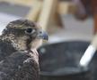 Spitalul de Șoimi din Doha arată mai bine decât spitalele de oameni din România! » Reportaj spectaculos de la trimișii speciali GSP la Mondial