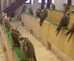 Spitalul de Șoimi din Doha arată mai bine decât Spitalele de oameni din România