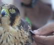 Spitalul de Șoimi din Doha arată mai bine decât spitalele de oameni din România! » Reportaj spectaculos de la trimișii speciali GSP la Mondial