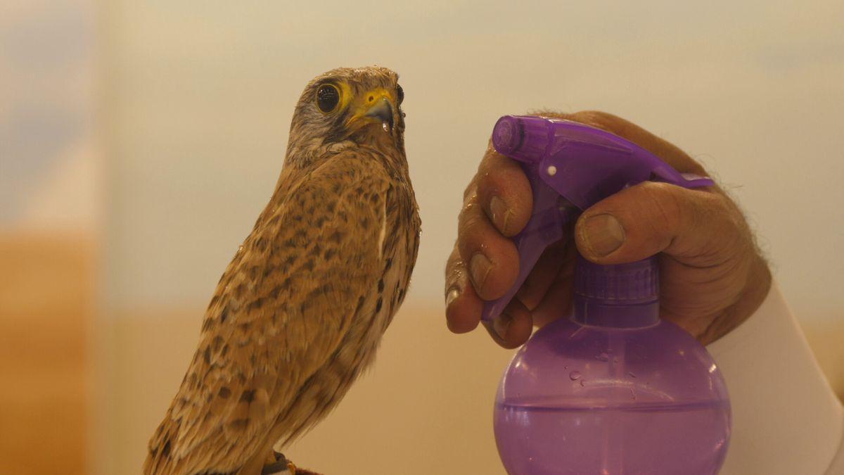 Spitalul de Șoimi din Doha arată mai bine decât Spitalele de oameni din România
