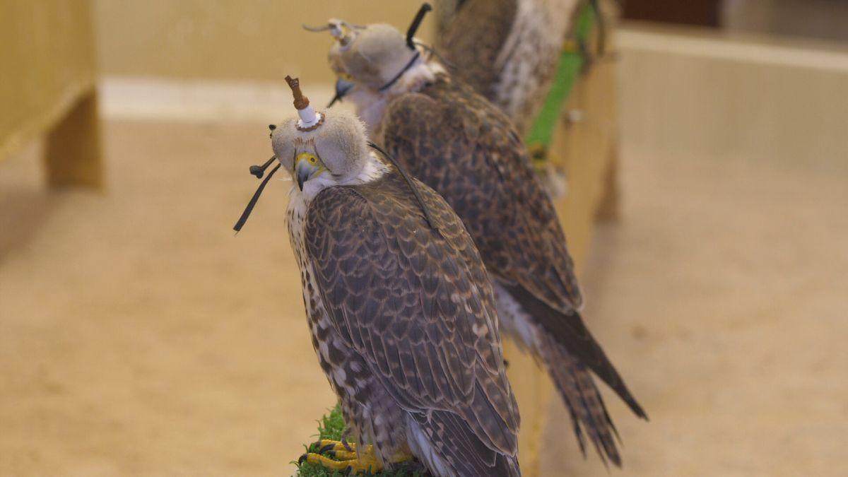 Spitalul de Șoimi din Doha arată mai bine decât spitalele de oameni din România! » Reportaj spectaculos de la trimișii speciali GSP la Mondial
