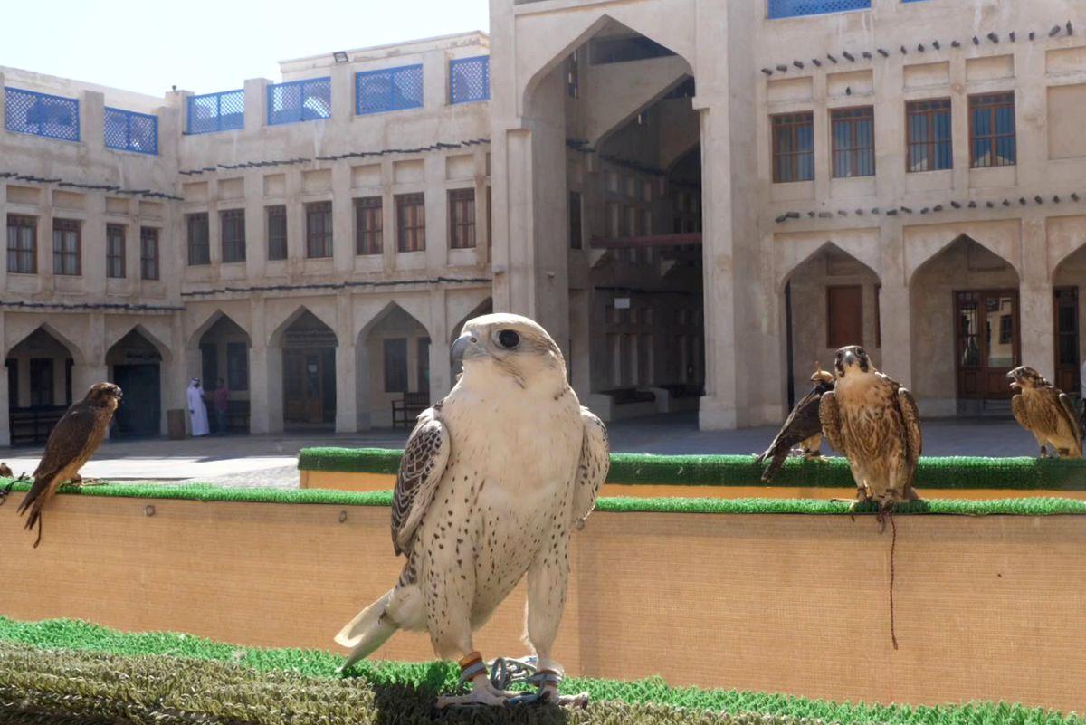Spitalul de Șoimi din Doha arată mai bine decât spitalele de oameni din România! » Reportaj spectaculos de la trimișii speciali GSP la Mondial