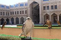 Spitalul de Șoimi din Doha arată mai bine decât spitalele de oameni din România! » Reportaj spectaculos de la trimișii speciali GSP la Mondial
