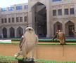 Fotografie realizată de trimișii GSP la Doha: un grup de șoimi, în fața spitalului din Doha, Souq Waqif Falcon Hospital