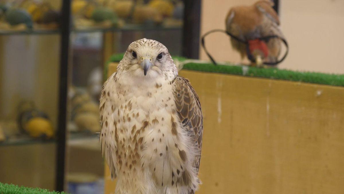 Spitalul de Șoimi din Doha arată mai bine decât spitalele de oameni din România! » Reportaj spectaculos de la trimișii speciali GSP la Mondial