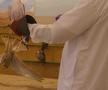 Spitalul de Șoimi din Doha arată mai bine decât Spitalele de oameni din România