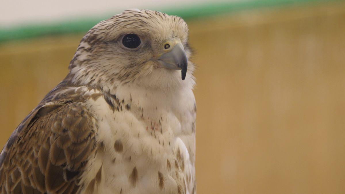 Spitalul de Șoimi din Doha arată mai bine decât spitalele de oameni din România! » Reportaj spectaculos de la trimișii speciali GSP la Mondial