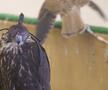 Spitalul de Șoimi din Doha arată mai bine decât spitalele de oameni din România! » Reportaj spectaculos de la trimișii speciali GSP la Mondial