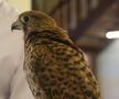 Spitalul de Șoimi din Doha arată mai bine decât Spitalele de oameni din România
