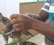 Spitalul de Șoimi din Doha arată mai bine decât Spitalele de oameni din România