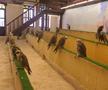 Spitalul de Șoimi din Doha arată mai bine decât Spitalele de oameni din România