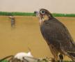 Spitalul de Șoimi din Doha arată mai bine decât spitalele de oameni din România! » Reportaj spectaculos de la trimișii speciali GSP la Mondial