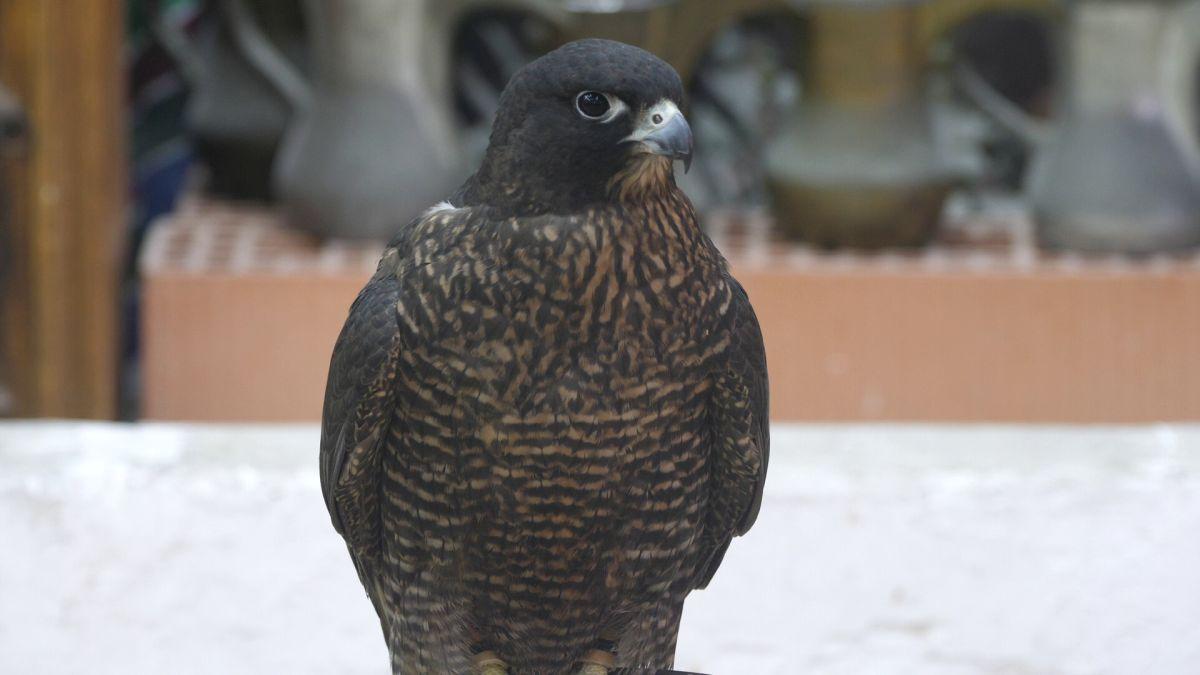 Spitalul de Șoimi din Doha arată mai bine decât spitalele de oameni din România! » Reportaj spectaculos de la trimișii speciali GSP la Mondial