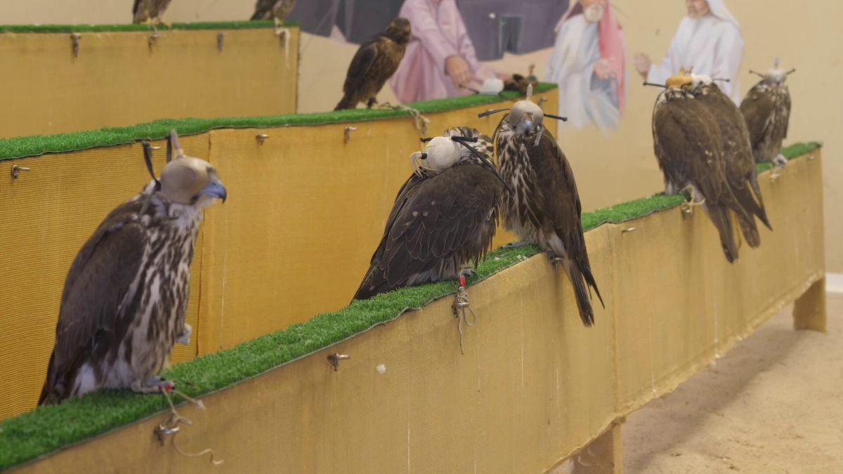 Spitalul de Șoimi din Doha arată mai bine decât Spitalele de oameni din România