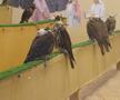 Spitalul de Șoimi din Doha arată mai bine decât Spitalele de oameni din România