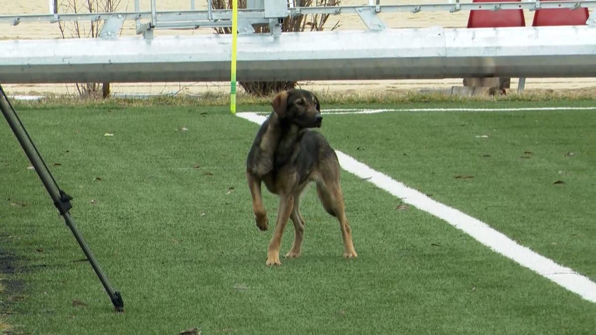 Dinamo - CSO Plopeni 1-1 » Roș-albii, aproape de un eșec în fața unei echipe din Liga 3: au egalat în prelungiri! + Un „câine”, accidentat grav: „Nu mai pot să calc!”