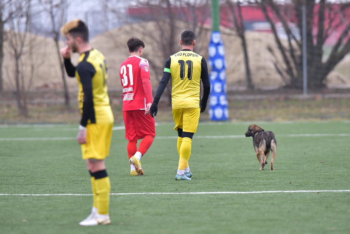Dinamo - CSO Plopeni 1-1 » Roș-albii, aproape de un eșec în fața unei echipe din Liga 3: au egalat în prelungiri! + Un „câine”, accidentat grav: „Nu mai pot să calc!”