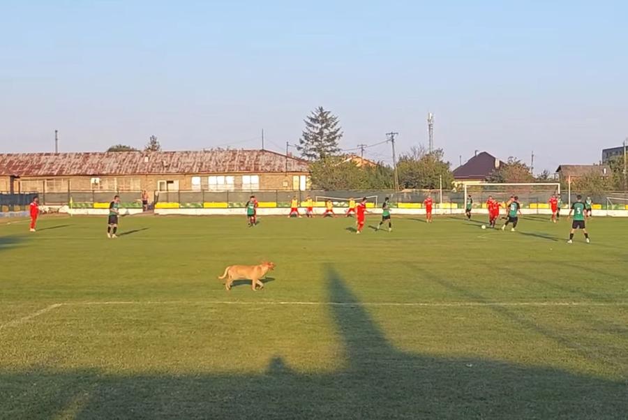 Un câine s-a strecurat printre jucători, spre amuzamentul privitorilor Bănel Nicoliță, show la debutul la noua echipă » Două goluri de senzație, 8-0 din minutul 65