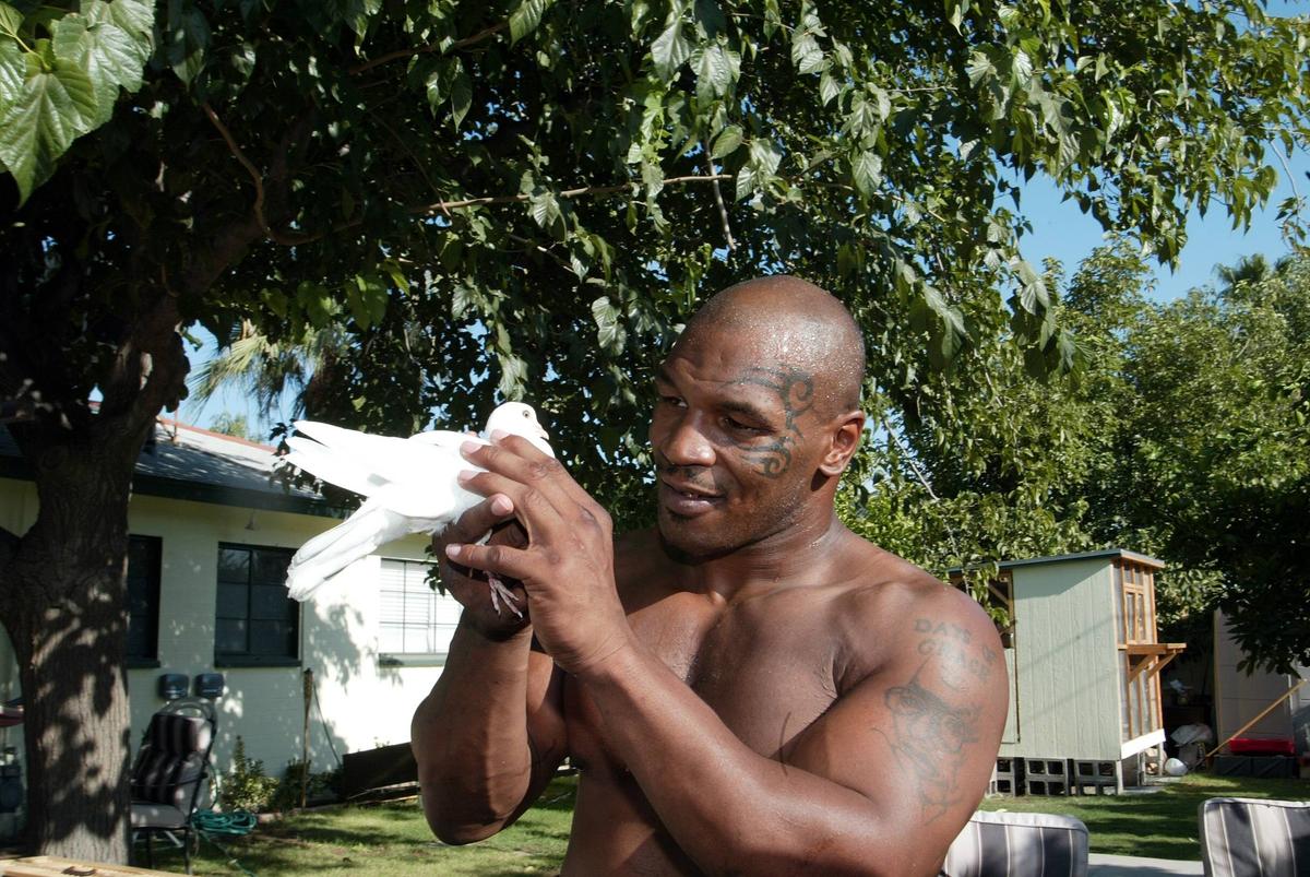 Mike Tyson, editorial răvășitor: de ce e pasionat de porumbei și momentul care l-a motivat să devină pugilist profesionist