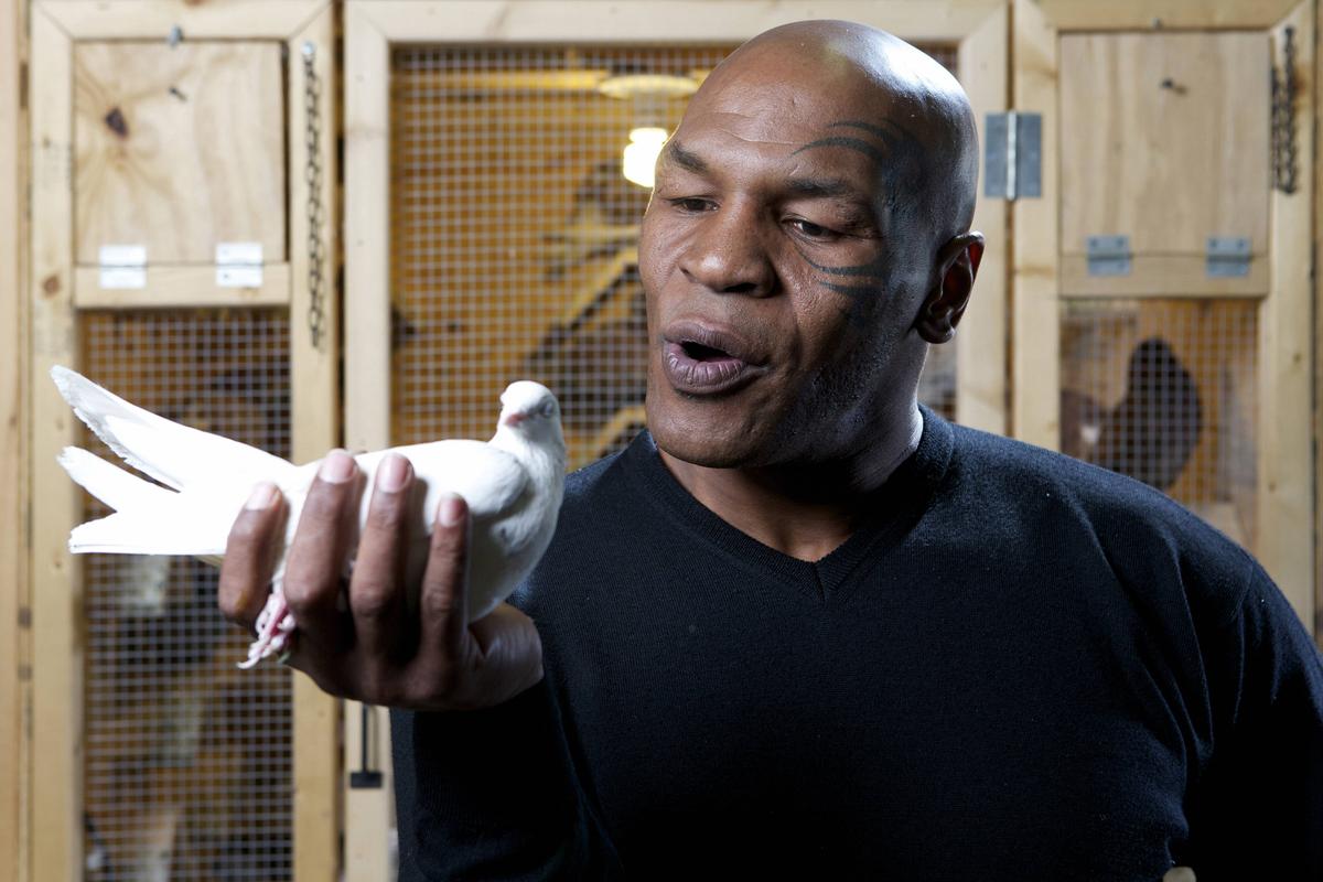 Mike Tyson, editorial răvășitor: de ce e pasionat de porumbei și momentul care l-a motivat să devină pugilist profesionist