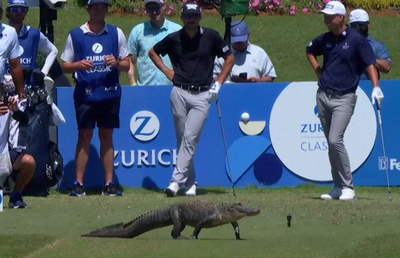 Momente de panică la un turneu de golf! Un aligator a intrat pe teren în timpul unui meci