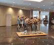 Aici pregătește Rapid lupta pentru titlu în anul Centenarului! Complex de 100 de milioane de euro, calcă pe urmele FCSB