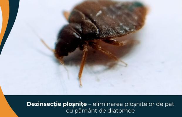 Dezinsecție ploșnițe – eliminarea ploșnițelor de pat cu pământ de diatomee