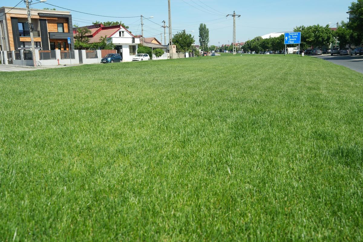 Gazonul pe care Universitatea Craiova a câștigat titlul a ajuns pe un bulevard din oraș