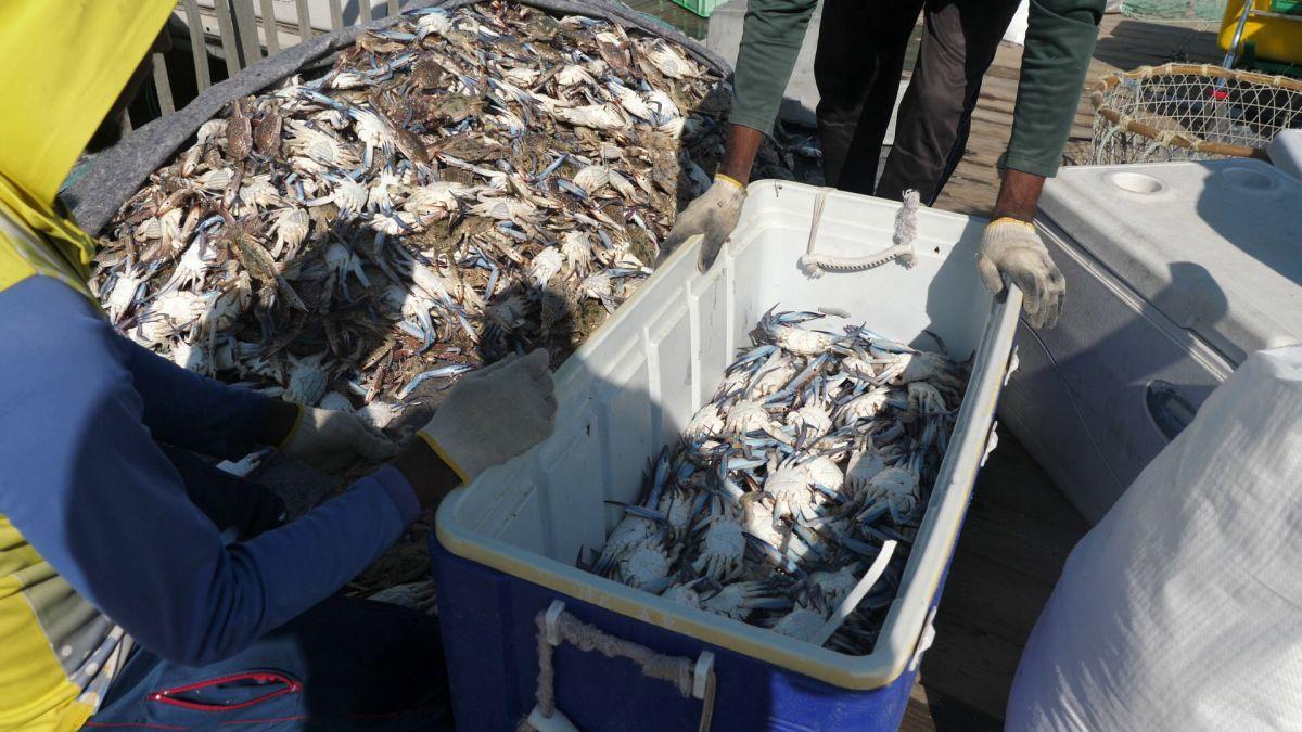 Am asistat la ritualul aducerii, scoaterii și spălării crabilor în Piața de Pește din Doha » Câți bani au încasat pescarii indieni pentru captura de jumătate de tonă, într-o zi de muncă