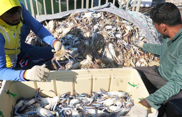 Am asistat la ritualul aducerii, scoaterii și spălării crabilor în Piața de Pește din Doha » Câți bani au încasat pescarii indieni pentru captura de jumătate de tonă, într-o zi de muncă