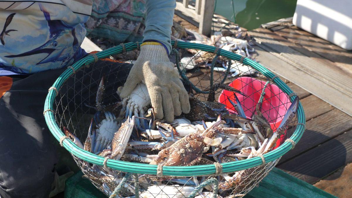 Am asistat la ritualul aducerii, scoaterii și spălării crabilor în Piața de Pește din Doha » Câți bani au încasat pescarii indieni pentru captura de jumătate de tonă, într-o zi de muncă