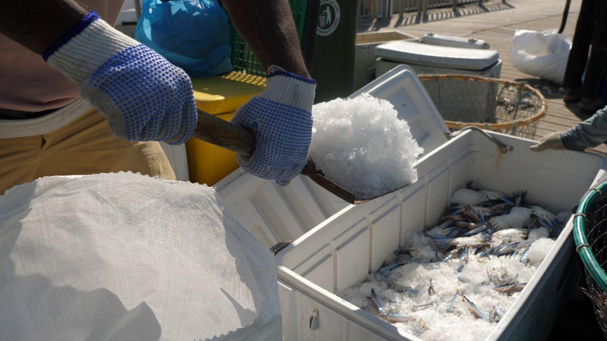Am asistat la ritualul aducerii, scoaterii și spălării crabilor în Piața de Pește din Doha » Câți bani au încasat pescarii indieni pentru captura de jumătate de tonă, într-o zi de muncă