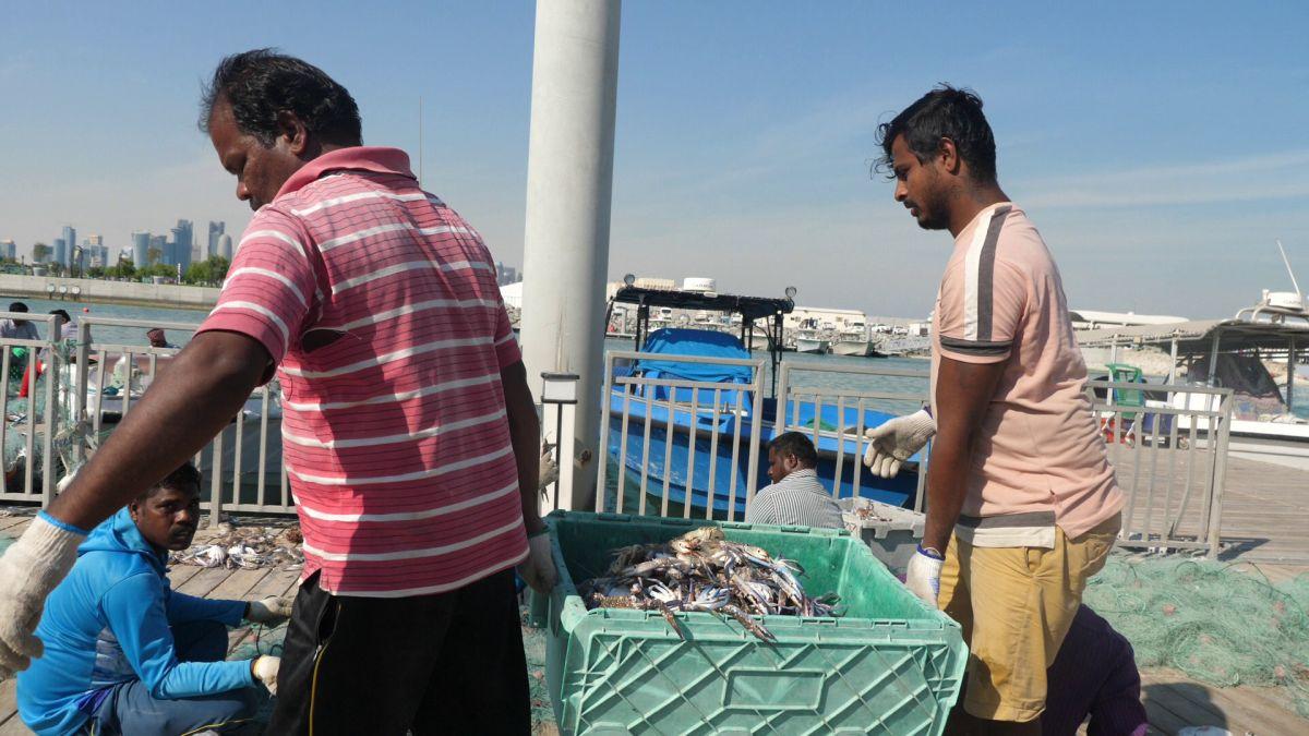 Am asistat la ritualul aducerii, scoaterii și spălării crabilor în Piața de Pește din Doha » Câți bani au încasat pescarii indieni pentru captura de jumătate de tonă, într-o zi de muncă