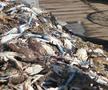 Am asistat la ritualul aducerii, scoaterii și spălării crabilor în Piața de Pește din Doha » Câți bani au încasat pescarii indieni pentru captura de jumătate de tonă, într-o zi de muncă