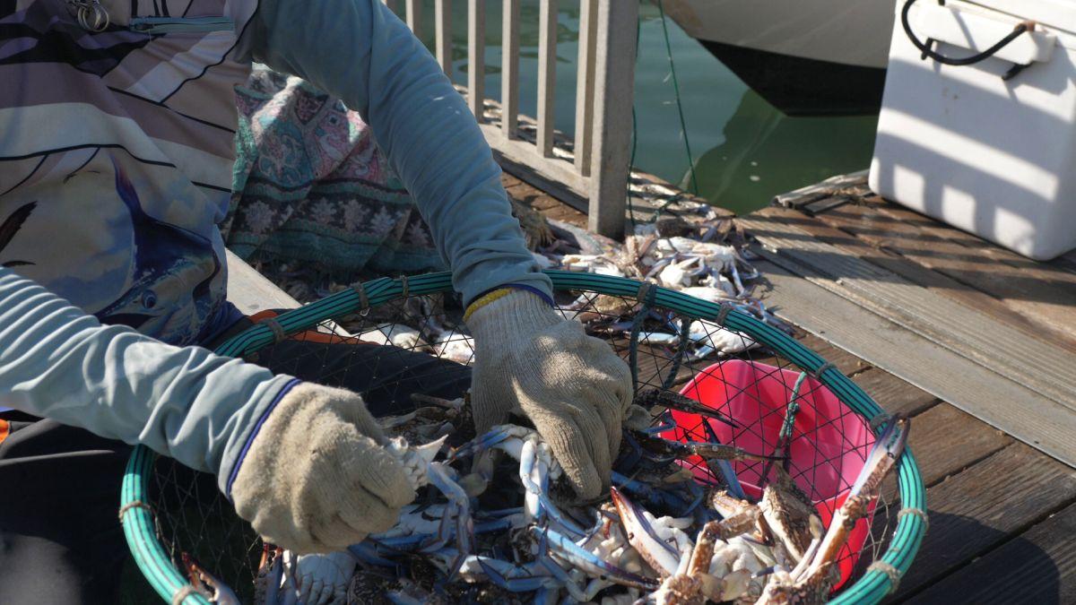 Am asistat la ritualul aducerii, scoaterii și spălării crabilor în Piața de Pește din Doha » Câți bani au încasat pescarii indieni pentru captura de jumătate de tonă, într-o zi de muncă
