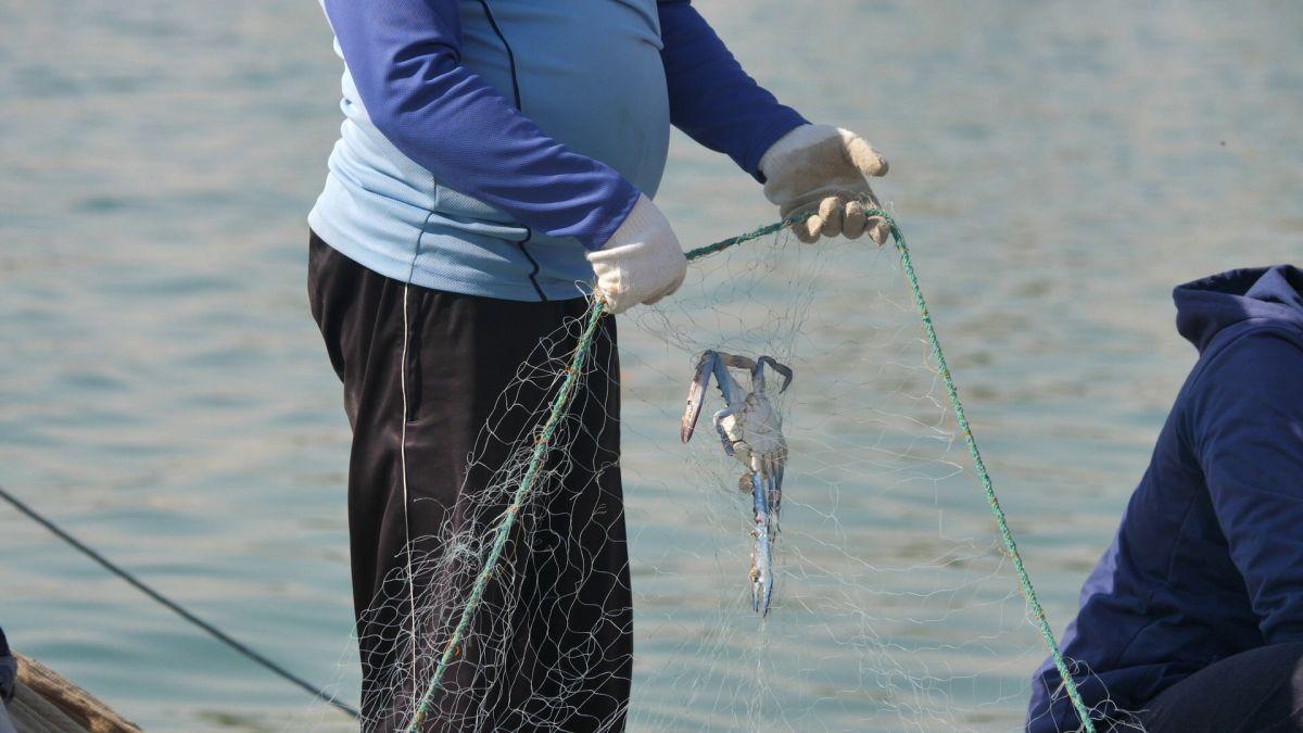 Am asistat la ritualul aducerii, scoaterii și spălării crabilor în Piața de Pește din Doha » Câți bani au încasat pescarii indieni pentru captura de jumătate de tonă, într-o zi de muncă