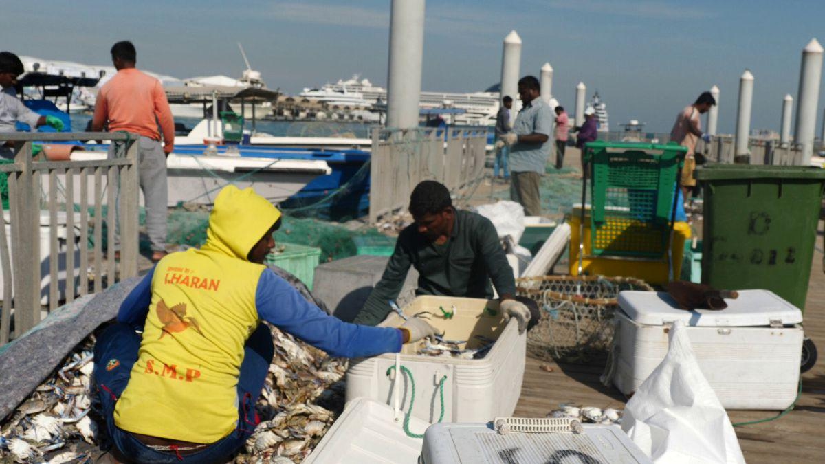 Am asistat la ritualul aducerii, scoaterii și spălării crabilor în Piața de Pește din Doha » Câți bani au încasat pescarii indieni pentru captura de jumătate de tonă, într-o zi de muncă