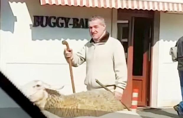 Cadourile lui Gigi Becali de Sărbători: „I-am dat bani unei familii pentru o vacă, să nu ducă lipsă de lapte”