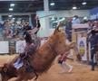 O adolescentă din SUA vrea să devină prima femeie care participă în circuitul profesionist de rodeo cu tauri