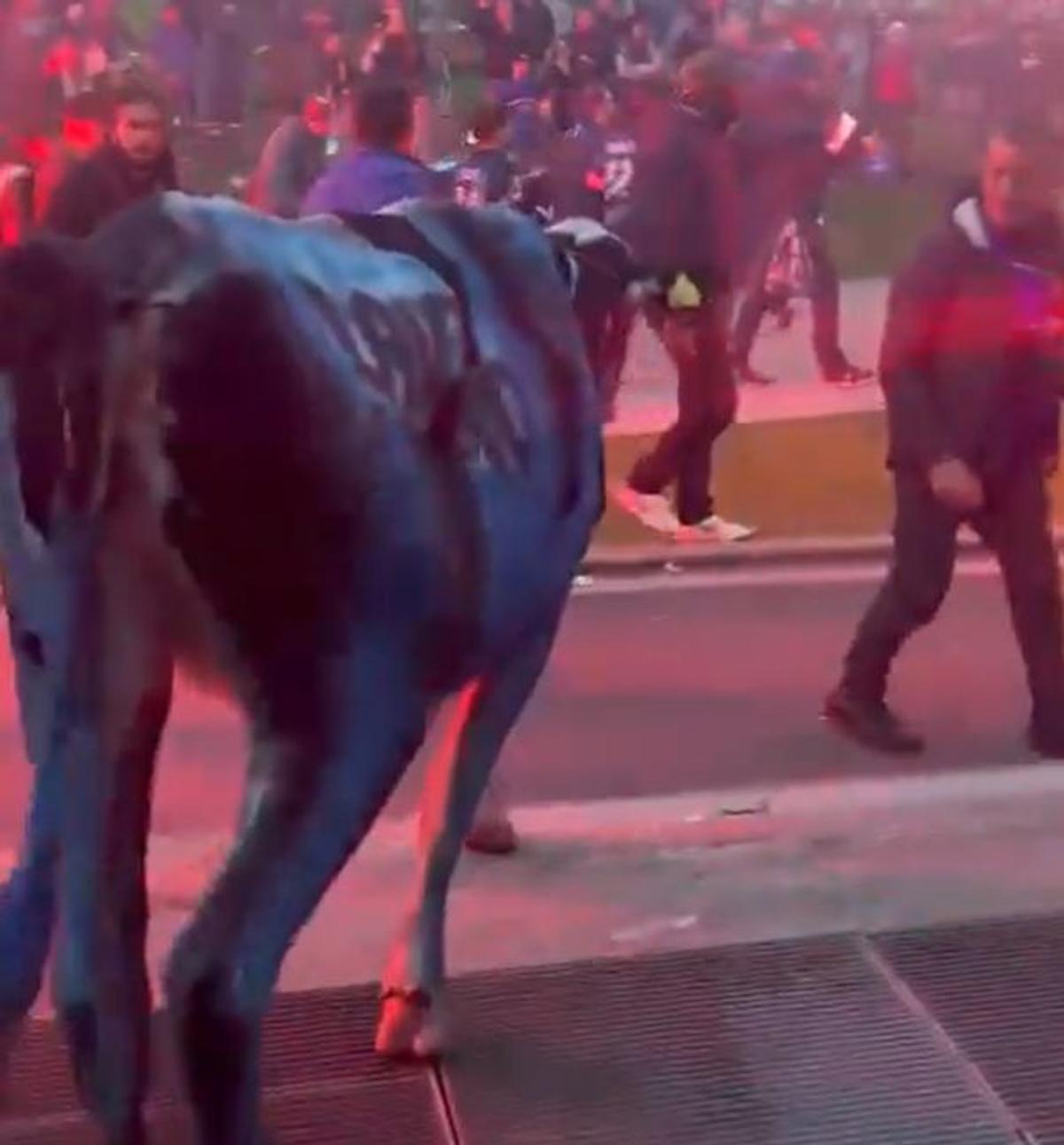 Fanii lui Inter au scos vaca pe stradă la petrecerea de titlu » Imagini senzaționale din Milano
