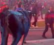 Fanii lui Inter au scos vaca pe stradă la petrecerea de titlu » Imagini senzaționale din Milano