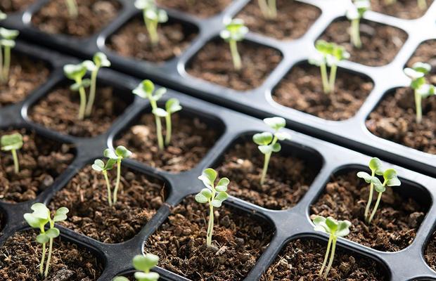 8 legume delicioase și ușor de crescut în grădina ta de acasă !