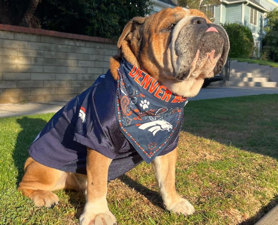 Roscoe, buldogul lui Lewis Hamilton Aproape să atingă o contraperformanță fără precedent, Lewis Hamilton le face o promisiune uriașă fanilor: „Dacă nu va fi să fie, nu e sfârşitul lumii”