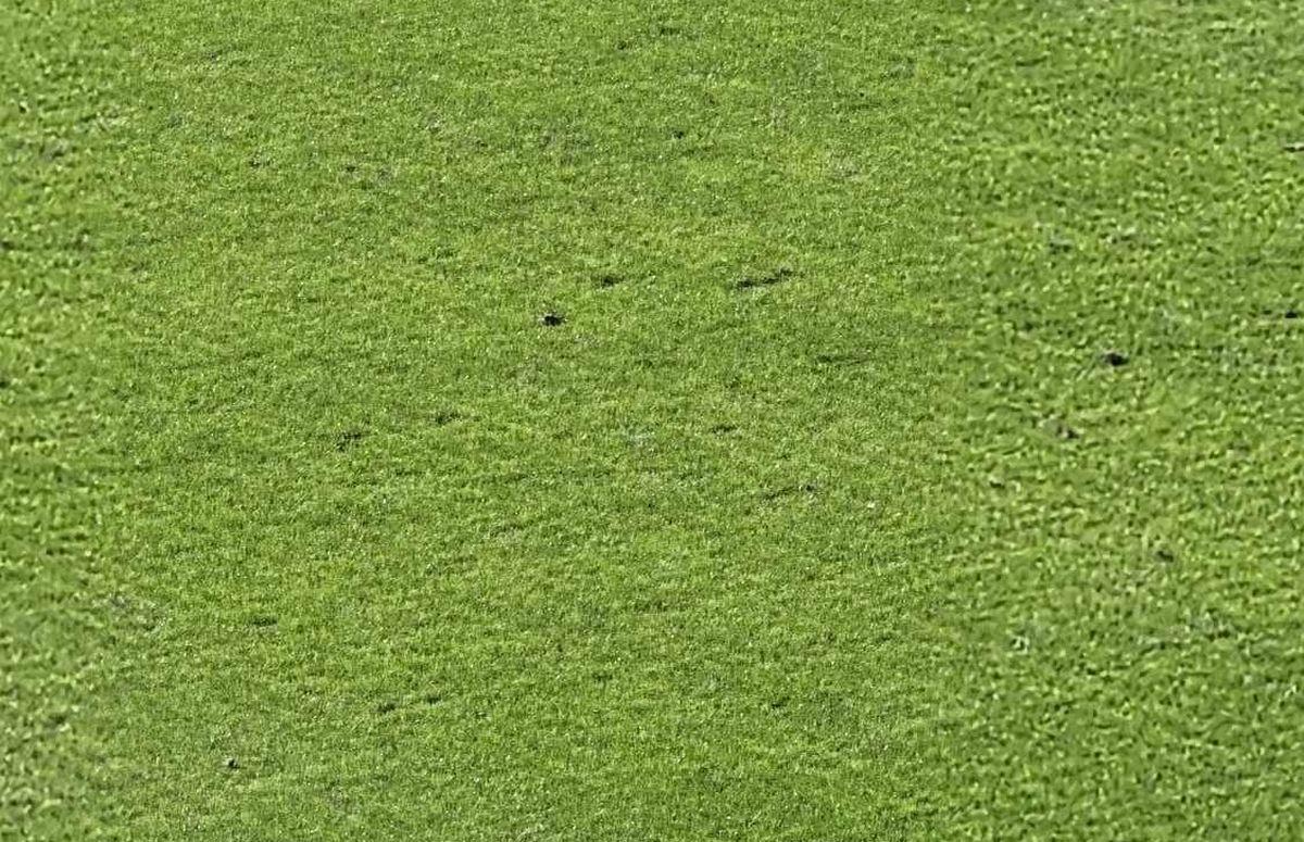 Gazonul din Ghencea suferă! Imagini de la meciul de Cupă, dintre CSA Steaua și U Cluj