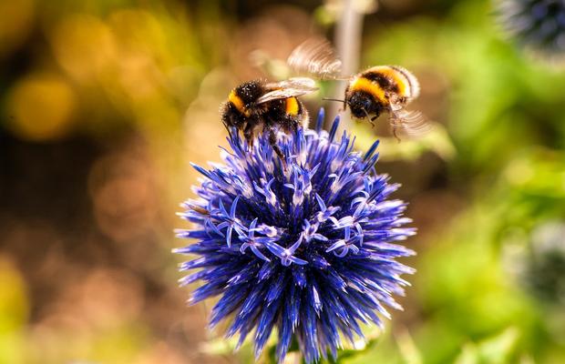 Beneficiile produselor apicole pentru sănătatea ta