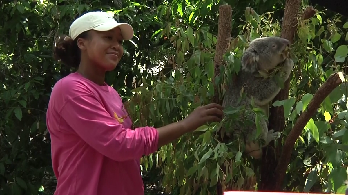 Naomi Osaka revine în tenis la șase luni după ce-a născut » Înainte de turneul de la Brisbane a vizitat urșii koala