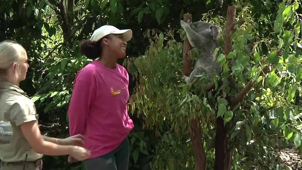 Naomi Osaka a fost fastinată de urșii koala