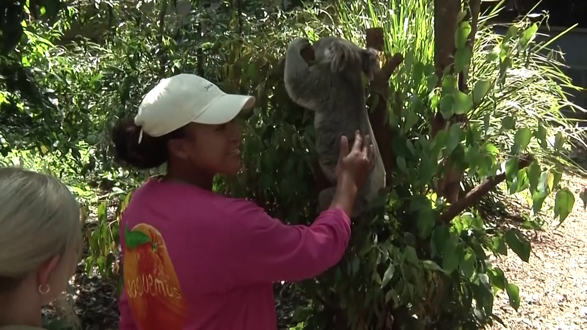 Naomi Osaka revine în tenis la șase luni după ce-a născut » Înainte de turneul de la Brisbane a vizitat urșii koala