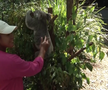 Naomi Osaka revine în tenis la șase luni după ce-a născut » Înainte de turneul de la Brisbane a vizitat urșii koala
